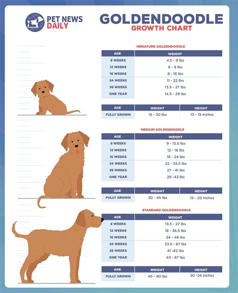 goldendoodle size chart.